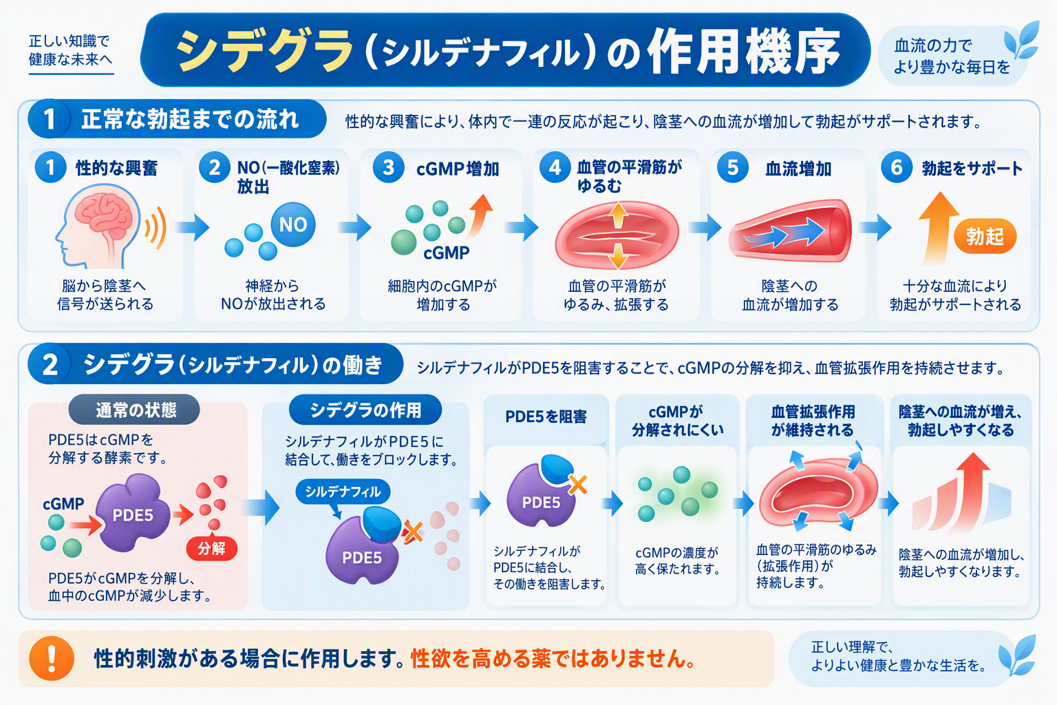シデグラ(シルデナフィル)の作用機序の図解